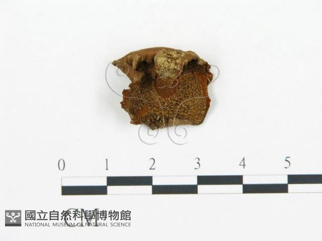 集毛菌屬藏品圖，第1張