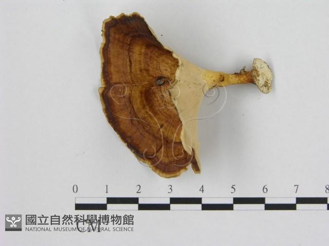 小孔菌屬藏品圖，第1張