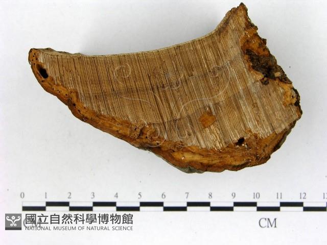 登錄號:F0018822藏品圖，第1張