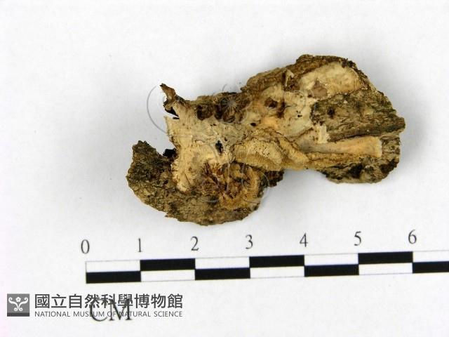 館號:F0020822藏品圖，第1張