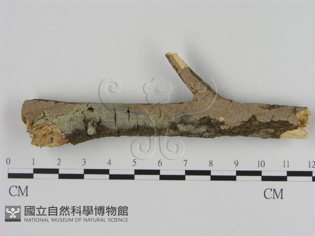 刺革菌屬藏品圖，第1張