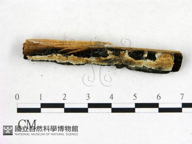 登錄號:F0006822藏品圖，第1張