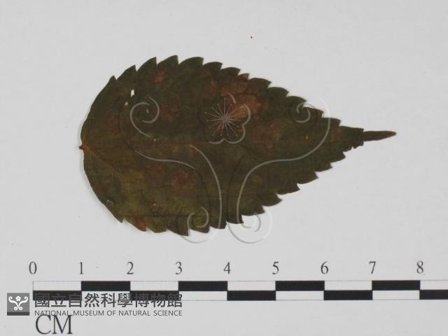 登錄號:F0011822藏品圖，第1張