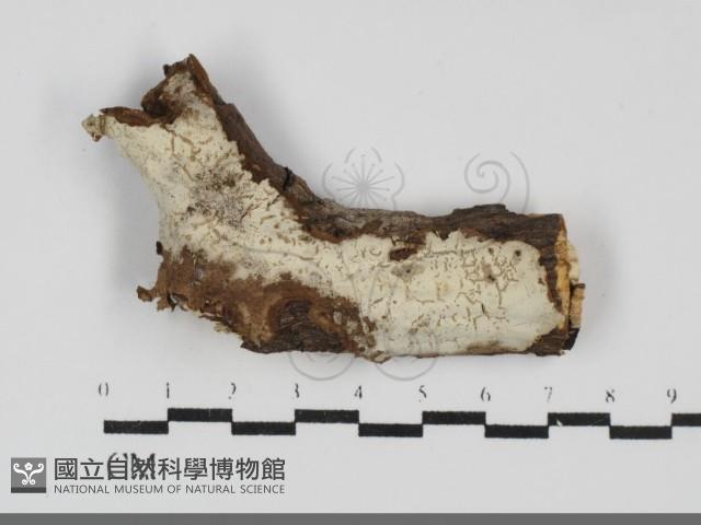 登錄號:F0031822藏品圖，第1張