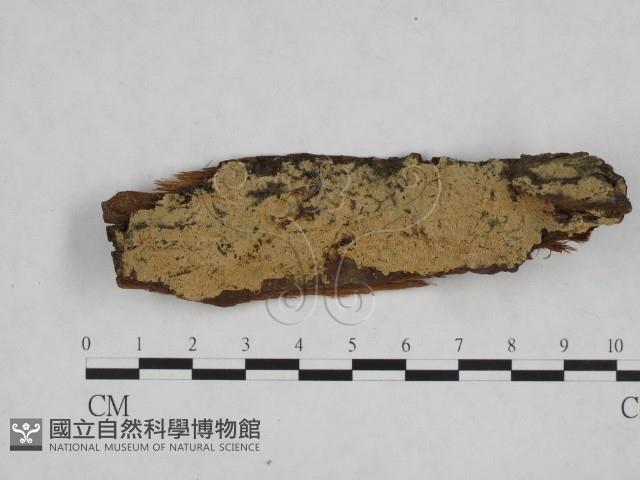 登錄號:F0024822藏品圖，第1張