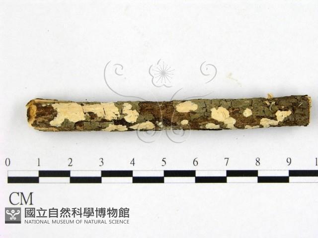 登錄號:F0014822藏品圖，第1張