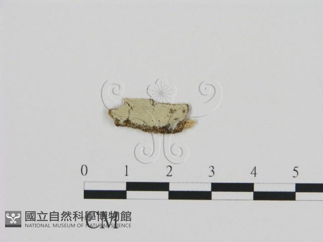 登錄號:F0002822藏品圖，第1張