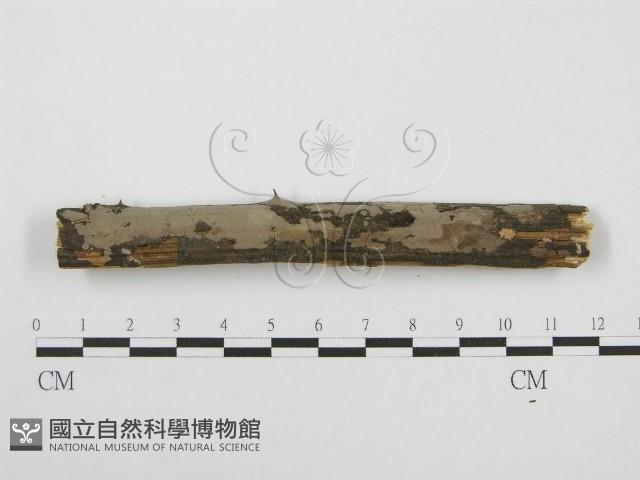 筍殼菌屬藏品圖，第1張