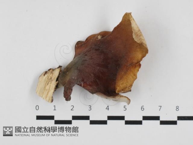 多孔菌屬藏品圖，第1張