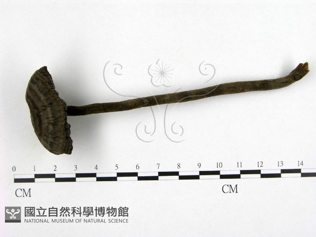 假芝屬藏品圖，第1張