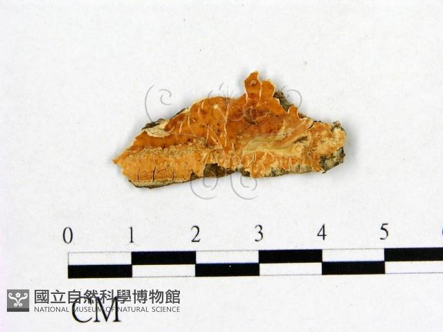 登錄號:F0017822藏品圖，第1張