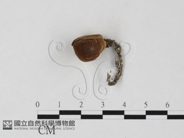 登錄號:F0025822藏品圖，第1張