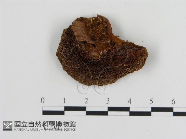 登錄號:F0005822藏品圖，第1張