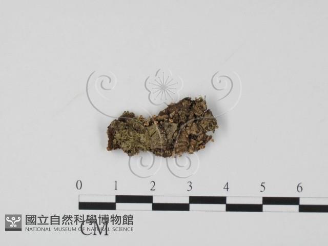 登錄號:F0009822藏品圖，第1張