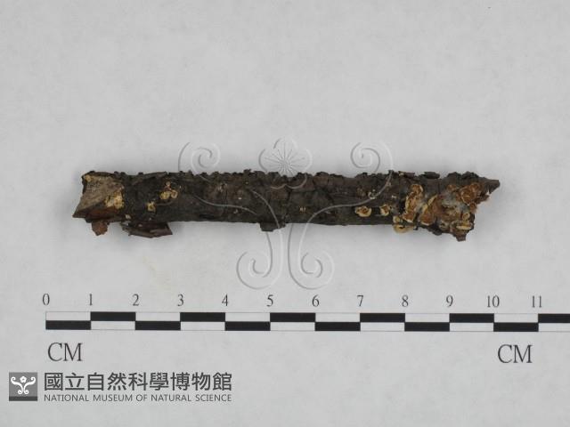 登錄號:F0023822藏品圖，第1張