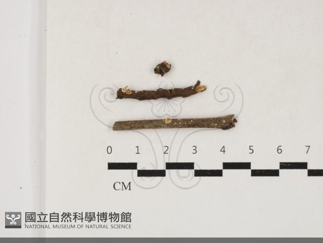 登錄號:F0033822藏品圖，第1張