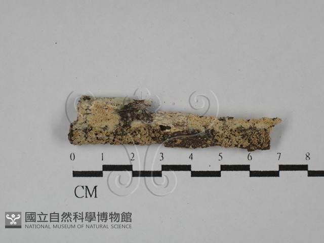 登錄號:F0028922藏品圖，第1張