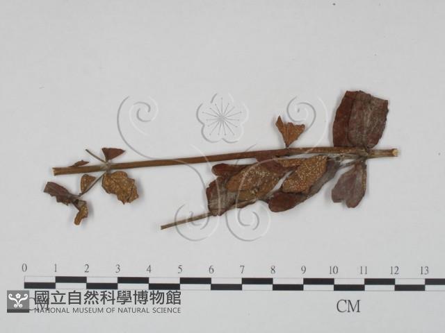 登錄號:F0018922藏品圖，第1張
