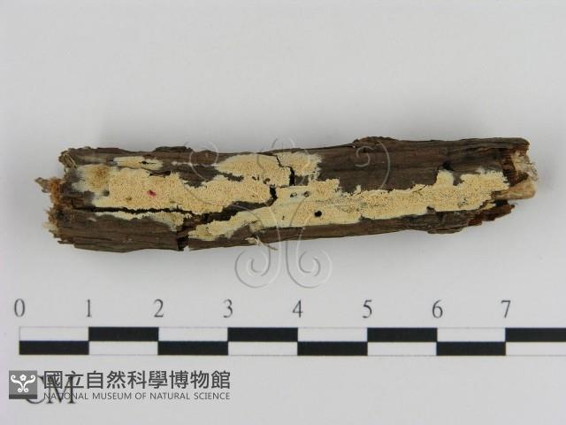 登錄號:F0020922藏品圖，第1張