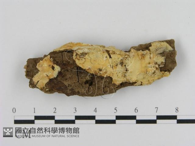 登錄號:F0000922藏品圖，第1張
