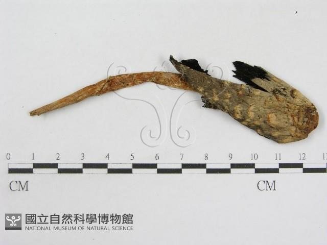 登錄號:F0010922藏品圖，第1張