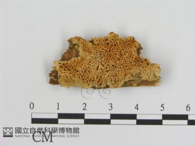 登錄號:F0006922藏品圖，第1張