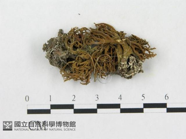 登錄號:F0016922藏品圖，第1張
