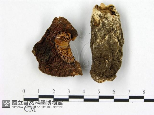 登錄號:F0021922藏品圖，第1張