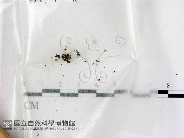 鬼傘屬藏品圖，第1張