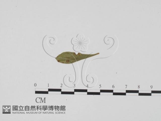 登錄號:F0011922藏品圖，第1張