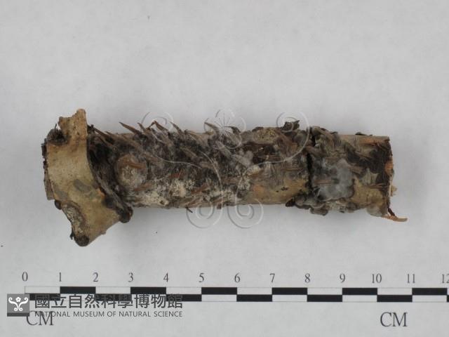 登錄號:F0024922藏品圖，第1張