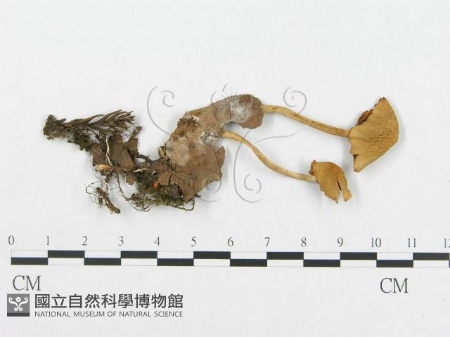 登錄號:F0004922藏品圖，第1張