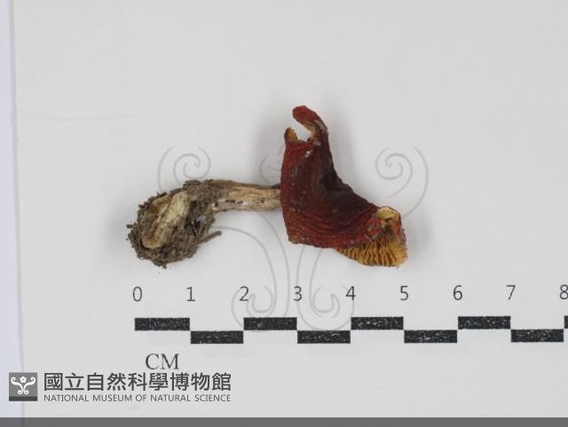 紅菇屬藏品圖，第1張