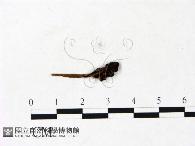 鬼傘屬藏品圖，第1張
