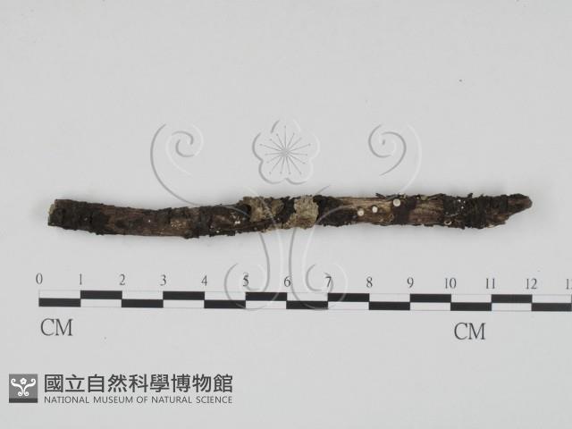 登錄號:F0002922藏品圖，第1張