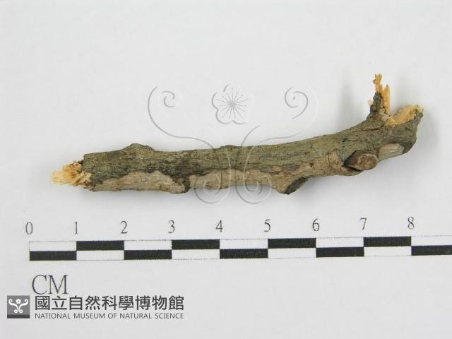 登錄號:F0012922藏品圖，第1張