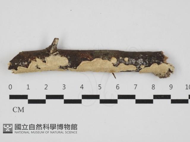 登錄號:F0032922藏品圖，第1張