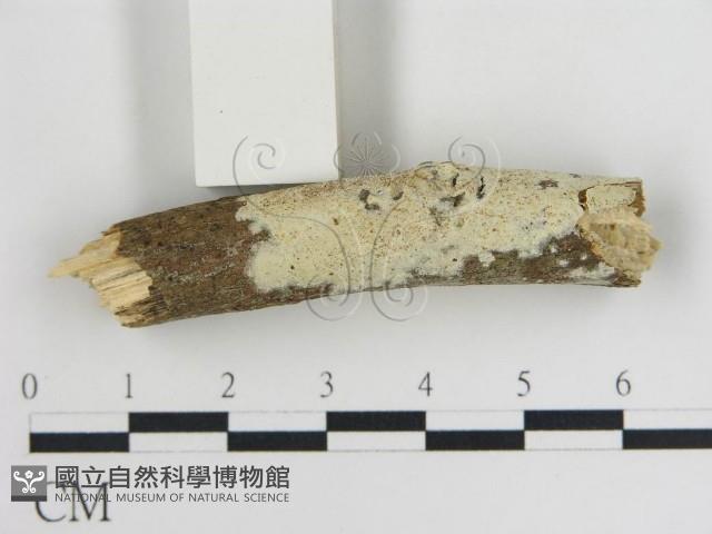 登錄號:F0007922藏品圖，第1張
