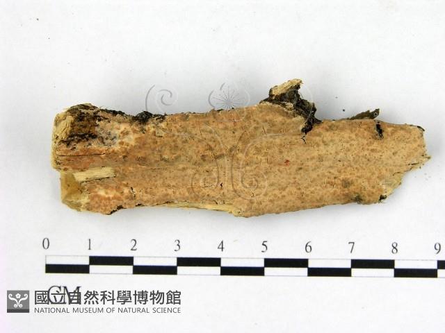 顯絲菌屬藏品圖，第1張