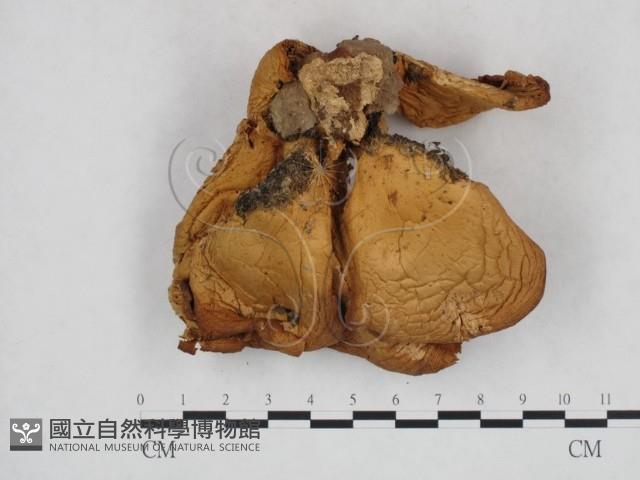 登錄號:F0025922藏品圖，第1張