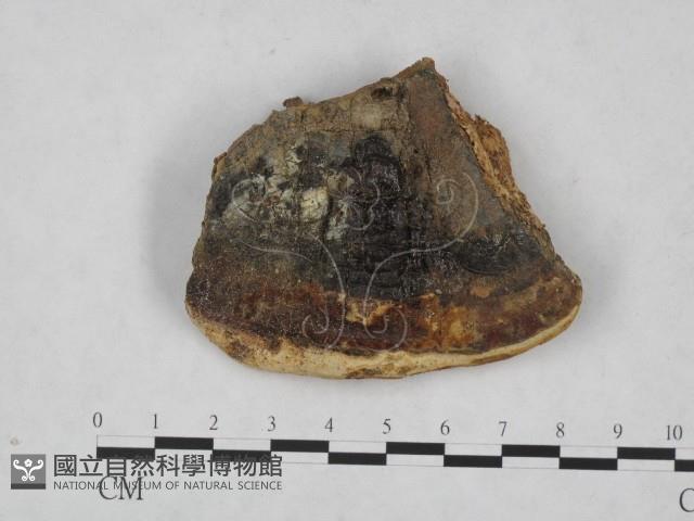 登錄號:F0015922藏品圖，第1張