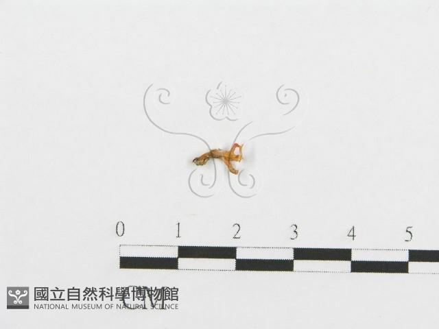 登錄號:F0009922藏品圖，第1張