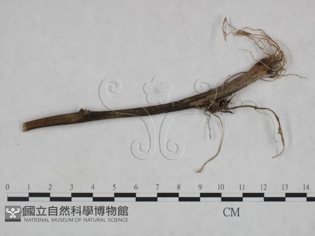 登錄號:F0023922藏品圖，第1張