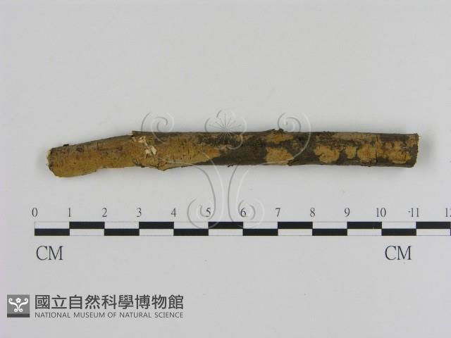 刺革菌屬藏品圖，第1張