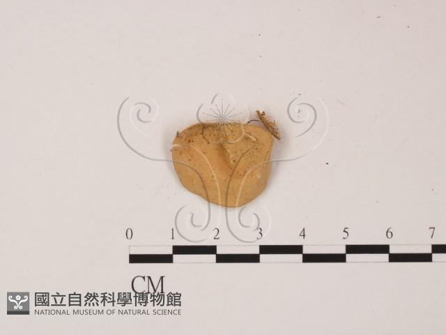 登錄號:F0013922藏品圖，第1張