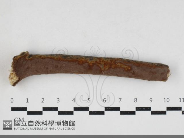 刺革菌屬藏品圖，第1張