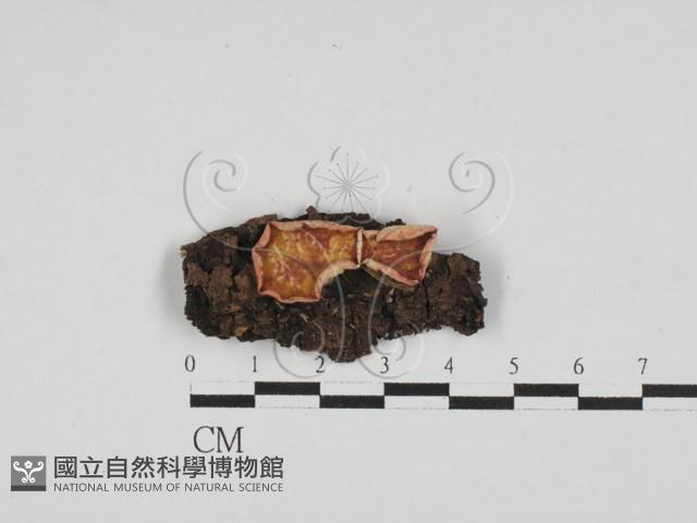 登錄號:F0028622藏品圖，第1張