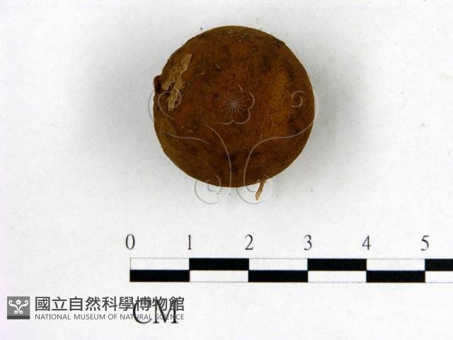 登錄號:F0000622藏品圖，第1張