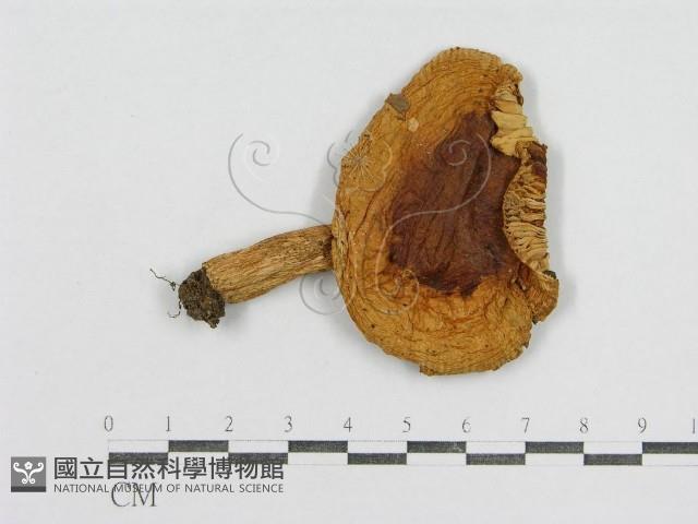 紅菇屬藏品圖，第1張