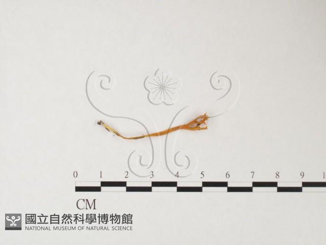 登錄號:F0026622藏品圖，第1張